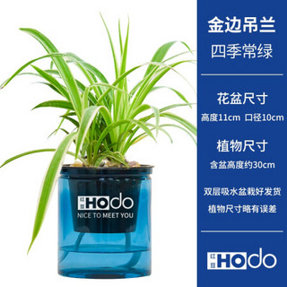 红豆（Hodo）金边吊兰 深海之蓝系列透明吸水盆栽水培绿植办公室内四季常绿观花植物 带盆载好发货