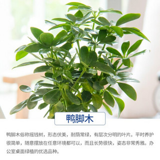 红豆（Hodo）鸭脚木 深海之蓝系列透明吸水盆栽水培绿植办公室内四季常绿观花植物 带盆载好发货