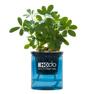 红豆（Hodo）鸭脚木 深海之蓝系列透明吸水盆栽水培绿植办公室内四季常绿观花植物 带盆载好发货