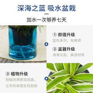 红豆（Hodo）金边吊兰 深海之蓝系列透明吸水盆栽水培绿植办公室内四季常绿观花植物 带盆载好发货