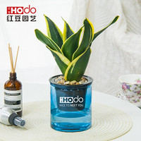 红豆（Hodo）荷花兰 深海之蓝系列透明吸水盆栽水培绿植办公室内四季常绿观花植物 带盆载好发货