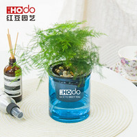 红豆（Hodo）文竹 深海之蓝系列透明吸水盆栽水培绿植办公室内四季常绿观花植物 带盆载好发货