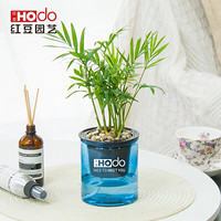 红豆（Hodo）袖珍椰子 深海之蓝系列透明吸水盆栽水培绿植办公室内四季常绿观花植物 带盆载好发货