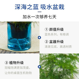 红豆（Hodo）文竹 深海之蓝系列透明吸水盆栽水培绿植办公室内四季常绿观花植物 带盆载好发货