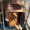 宠物航空箱狗笼托运箱大小中型犬猫笼便携外出空运箱猫咪航空箱猫
