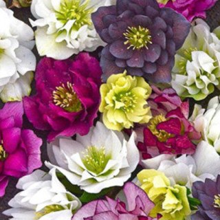 商品红豆(hodo)铁筷子重瓣紫红色圣诞玫瑰种植盆 大花型花期长庭院