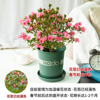 红豆（Hodo）东洋杜鹃（粉白双色） 杜鹃花苗盆栽办公室内阳台秋冬季开花植物耐寒观花 带盆栽好  带盆栽好