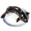 海鲜颂 龙胆石斑鱼 500-600g
