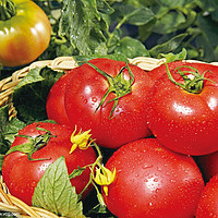沙瓤西红柿番茄 2.5斤 *2件