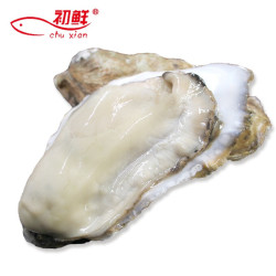 初鲜 乳山生蚝  鲜活牡蛎2.4kg/箱 （大号约16-20只）
