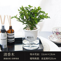 红豆男装 红豆(Hodo)清香木 遇见美好系列办公室内桌面绿植盆栽室内家居阳台易养植物
