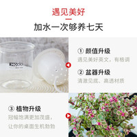 红豆(Hodo)金边吊兰 遇见美好系列办公室内桌面绿植盆栽室内家居阳台易养四季常绿 带盆栽好