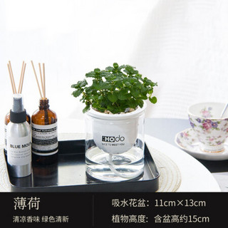 红豆（Hodo）薄荷 遇见美好系列办公室内桌面绿植盆栽室内家居阳台易养四季常绿 带盆栽好