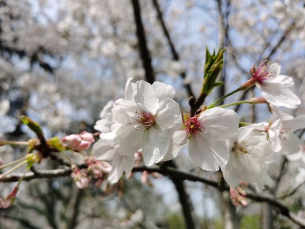 建议收藏!低至0元免费打卡,华东地区超棒“赏花地图”!