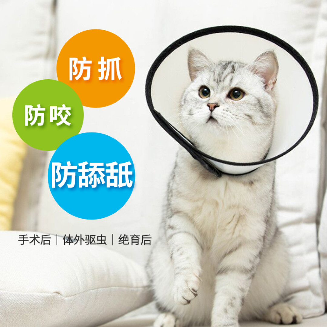 养哈士奇真是件有趣的事情