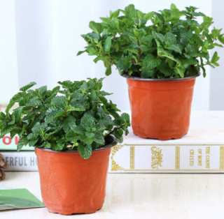 薄荷盆栽优惠 哪里买薄荷盆栽便宜 性价比高的薄荷盆栽推荐 什么值得买