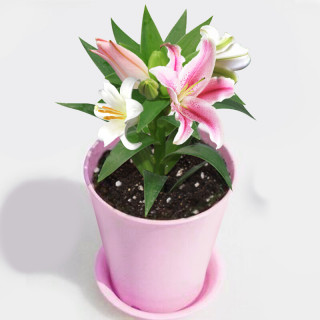 百合种子优惠 哪里买百合种子便宜 性价比高的百合种子推荐 什么值得买