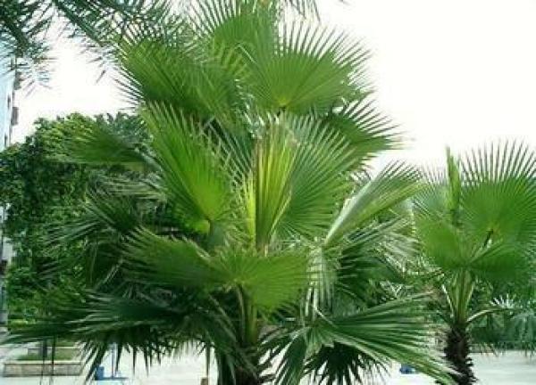 small],又名锯棕叶或锯棕榈,属于棕榈科锯叶棕属,是一种常见的棕榈科