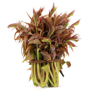 芬果时光 新鲜头茬红油香椿芽 2斤装