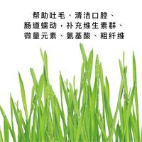 Purlab噗扑实验室 猫草小盆栽 玻璃杯