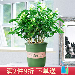 茉莉花盆栽重瓣花苗室内花卉植物开花浓香四季老桩绿植双色茉莉