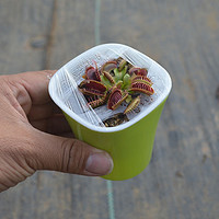 捕蝇草苗食虫植物猪笼草瓶子草绿植盆栽多肉植物食人花食蚊草驱蚊