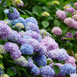 绣球盆栽 春天到家多头绣球花苗无尽夏150 杯多少钱 什么值得买