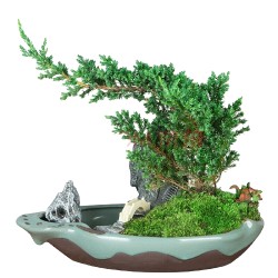 半径风景 迎客松地柏盆景 30到35公分 (不含盆)