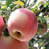 烟台红富士 精品水果苹果 75mm（含）-80mm(不含) 2.5kg