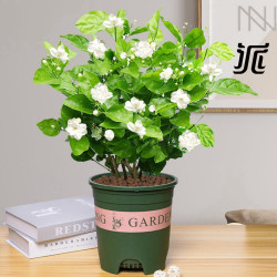花东π对 茉莉花盆栽(含加仑盆)