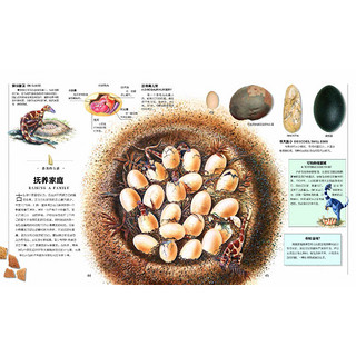 《探索·科学专题百科绘本：恐龙纪元》