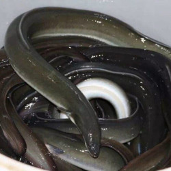 新鲜野生黑鳗鱼5斤