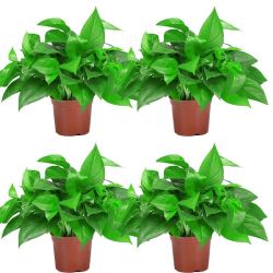 绿萝盆栽吸甲醛净化空气懒人吸水盆水培办公室绿植吊兰植物120精品