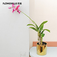 FlowerPlus 花加 石斛兰土培可开花绿植高雅美观桌面办公室装饰摆件