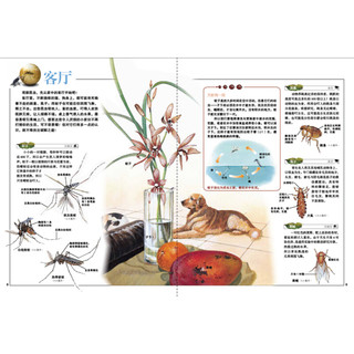 《我的自然生态图书馆·昆虫大追踪》（精装）