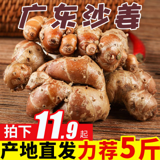 纯香果 化州沙姜当季姜新鲜 新鲜蔬菜生姜食用嫩姜 500G