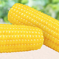 CORN 玉米 【旗舰店】玉米神 新鲜糯玉米 8支