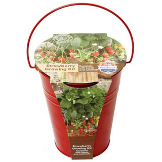红豆 Hodo 草莓种植套装阳台桌面趣味diy种植盆栽可食用果蔬植物种子 报价价格评测怎么样 什么值得买
