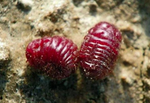 胭脂虫红介绍_解释_什么意思-什么值得买