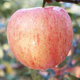 红富士苹果应季水果冰糖心丑苹果时令水果5斤\10斤装 75-80mm装 5斤装75-80mm