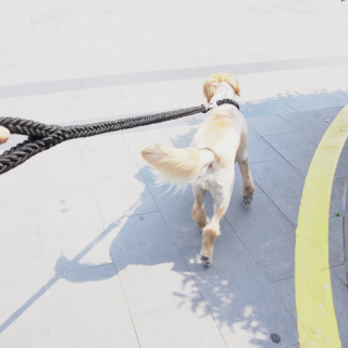金毛萨摩耶拉布拉多狗狗牵引绳中大型犬狗绳狗链子柯基犬遛狗绳子 Xl 超大型 建议体重65 100斤 加粗1 2米 送玩具火腿肠 报价价格评测怎么样 什么值得买