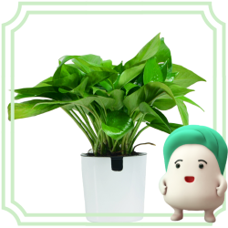 锦丹 绿植盆栽 鸭脚木/绿萝 含圆柱盆