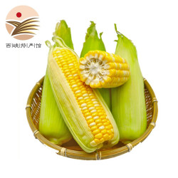 静益乐源 新鲜水果玉米 5斤装