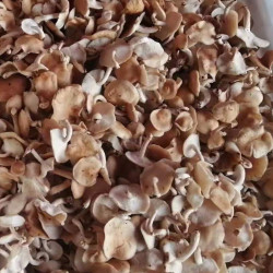 云南野生菌 新鲜野生香菇*500g