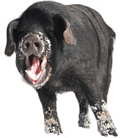 野蛮香  东北长白山脉全年散养黑猪 整头猪315斤