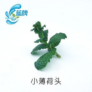 新鲜纯薄荷尖 Mint Tips薄荷头摆盘 薄荷叶烘焙40头