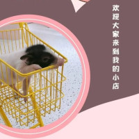 杭州玩乐：49.9元抢猪小囡撸猪馆1大1小畅玩套餐