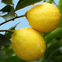 uncle lemon 安岳新鲜黄柠檬  3斤