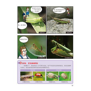 《大英儿童漫画百科6·昆虫蜘蛛世界历险记》