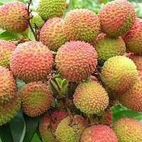 YINGDUOAI 莹多爱 妃子笑荔枝 1斤